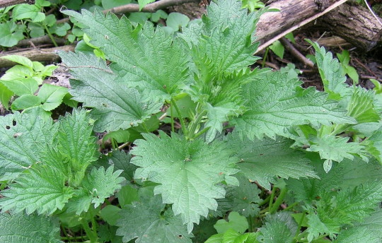 Pokrzywa zwyczajna Urtica dioica Pokrzywa zwyczajna Urtica dioica