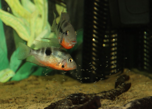 Para Pielęgnic Meeka Thorichthys meeki z potomstwem
