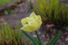 Tulipany 2020 r.