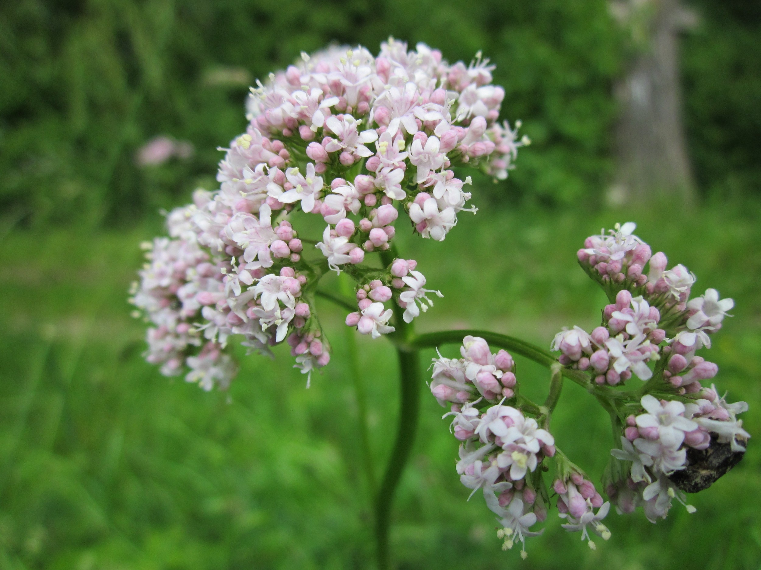 Valeriana officinalis Valeriana officinalis
